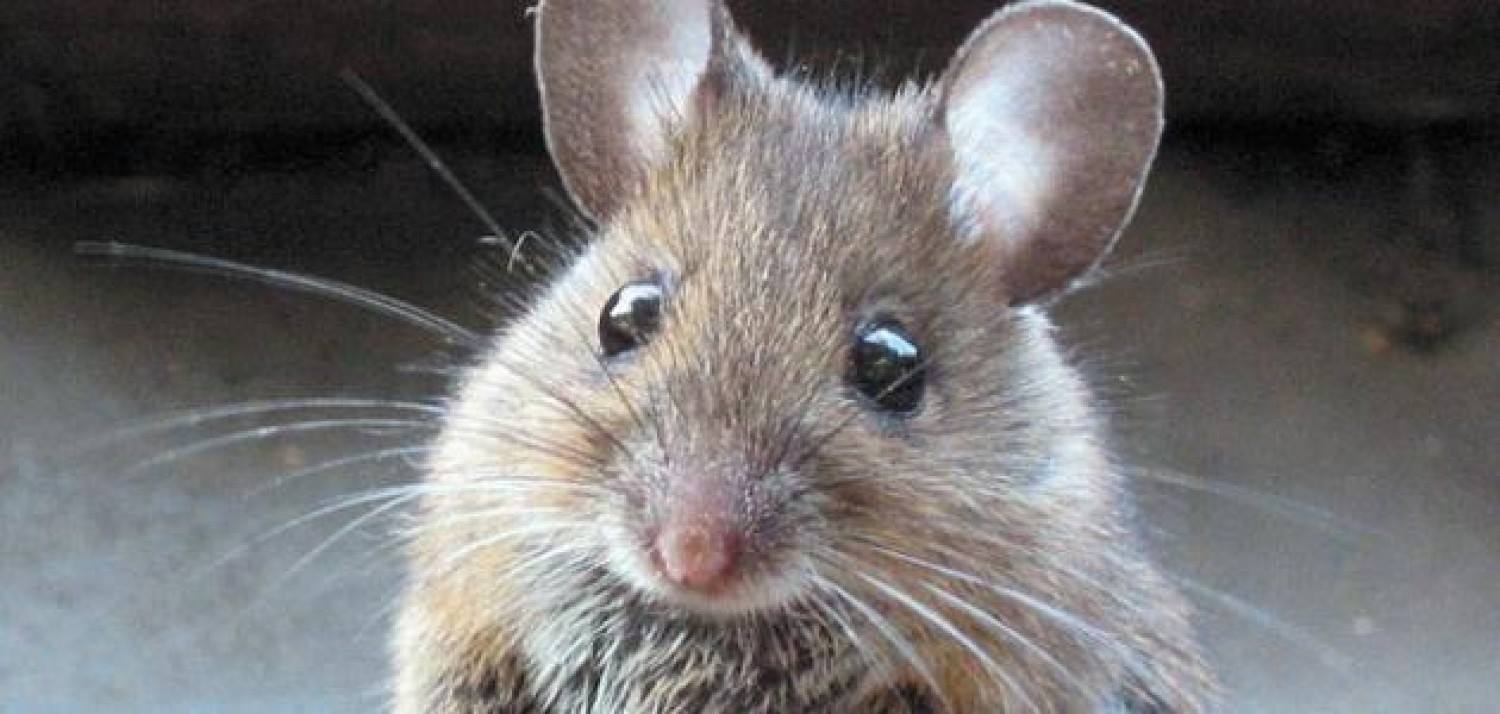 تفسير الفأر في المنام لابن سيرين تريندات