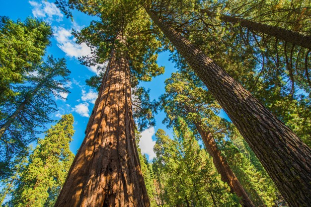 ما هي أطول شجرة في العالم وما هو موطنها الأصلي تريندات