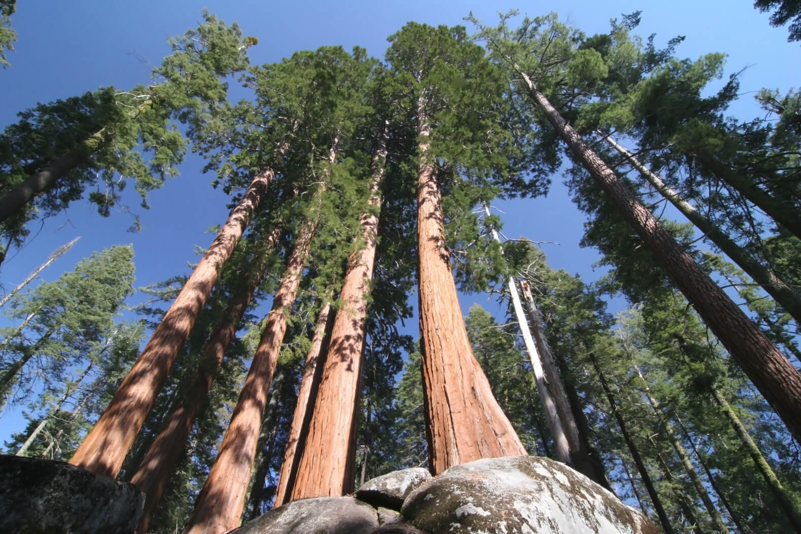 ما هي أطول شجره في العالم توجد بإحدى حدائق كاليفورنيا تريندات