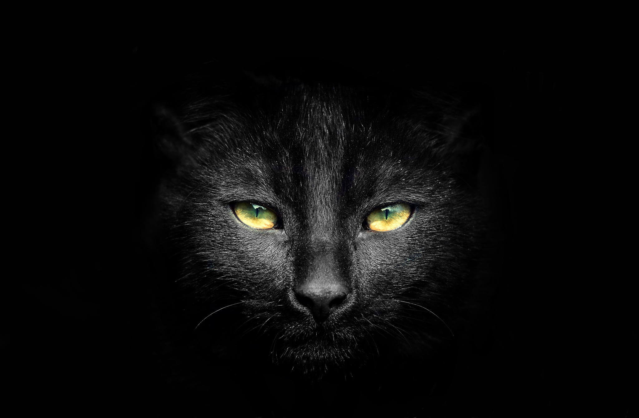 الحقيقة وراء القطط السوداء والجن "بين الحقيقة والخرافة"