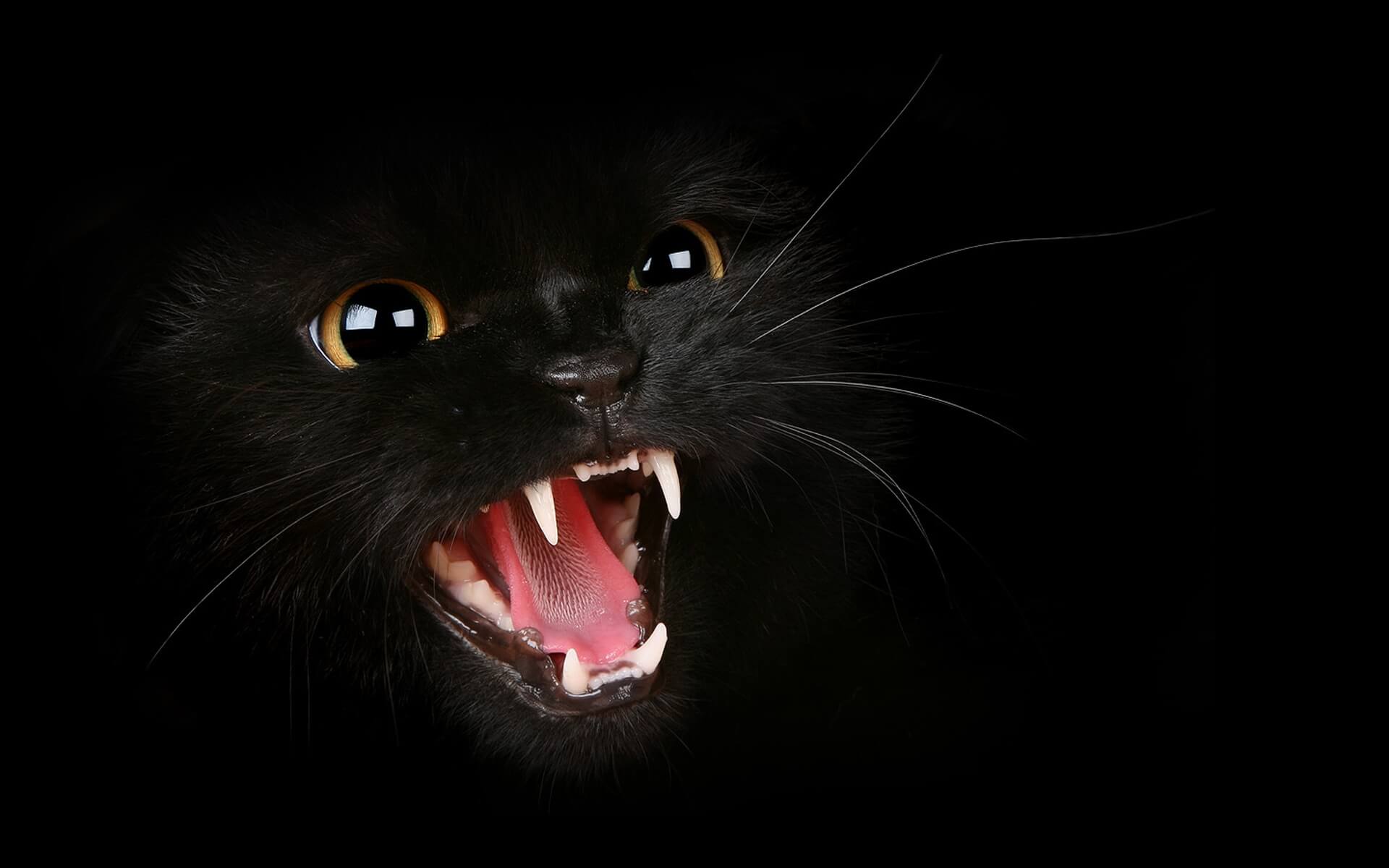 الحقيقة وراء القطط السوداء والجن "بين الحقيقة والخرافة"