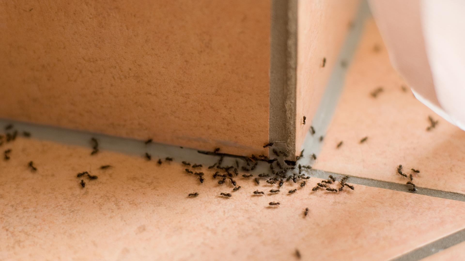 أسهل 10 طرق للتخلص من النمل في منزلك