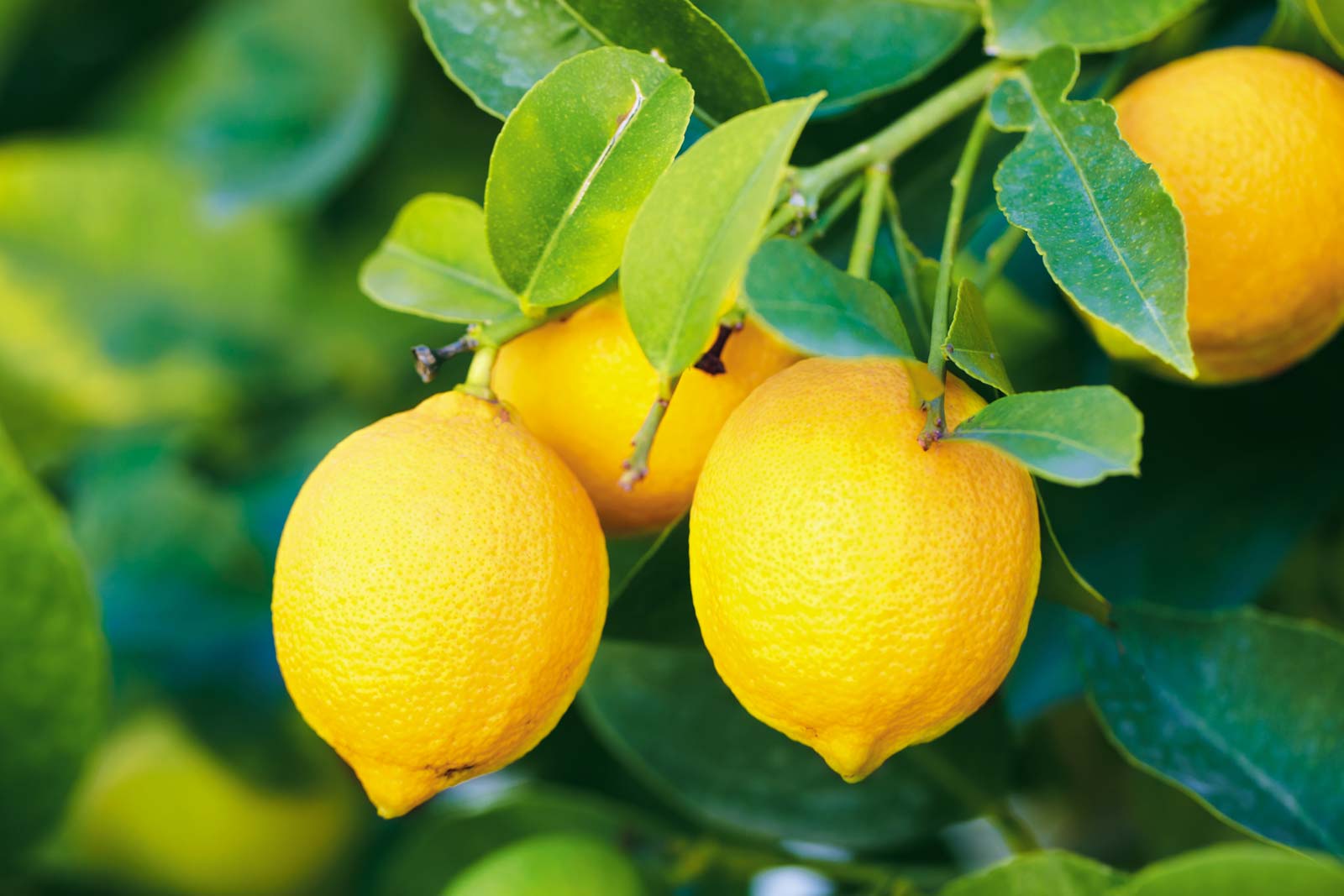 كمية فيتامين سي في الليمون