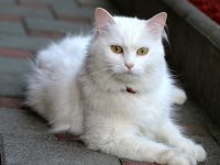 أجمل اسماء قطط تركية إناث وذكور