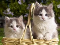 موسوعة أسماء قطط عربية وأجنبية