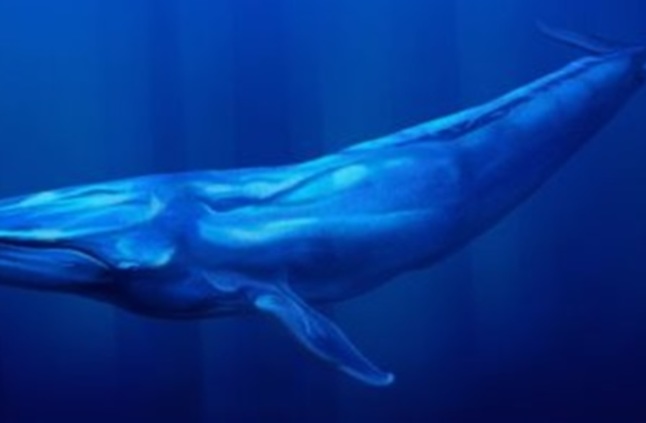 الحوت الازرق تويتر