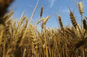 نقيب الفلاحين يحذر مزارعي القمح من «جراثيم الصدأ» | المصري اليوم