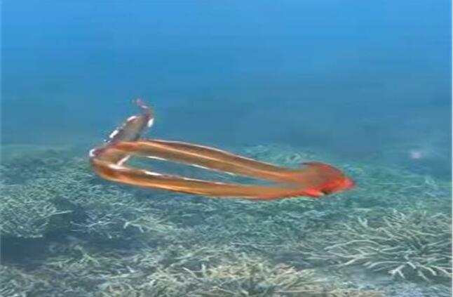  فيديو.. أخطبوط نادر يسبح فوق الحاجز المرجاني بأستراليا