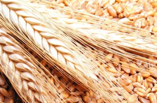 الحكومة تنفى تراجع المساحة المنزرعة من القمح خلال العام الجاري