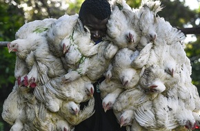 ناميبيا ترصد سلالة مميتة من إنفلونزا الطيور قد تصيب البشر