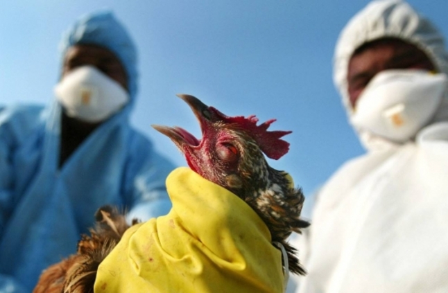 تصيب البشر.. رصد سلاسة مميتة من إنفلونزا الطيور
