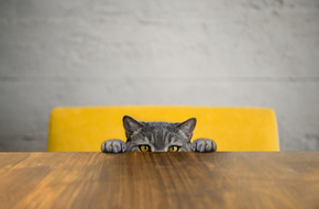 دراسة جديدة تؤكد تأثير تربية القطط في المنزل على أدمغتها!