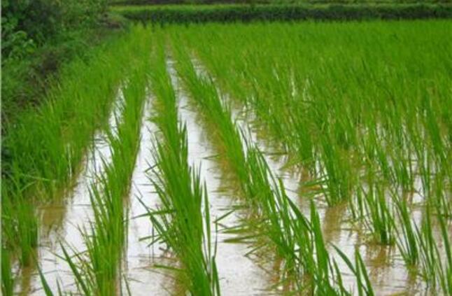 الري: نواجه شُحا مائيا.. وتثبيت مساحة زراعة الأرز للحفاظ على الموارد المائية