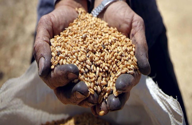 الحكومة تنتهي من تسجيل 40 مطحنًا في البورصة المصرية للسلع استعدادا لتداول القمح غدًا - جريدة البورصة