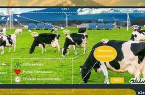 كيف ستكون مزرعة المستقبل.. العلماء يطورون ساعة ذكية للأبقار | موقع السلطة