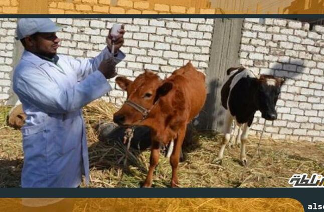 الحكومة ترد على انتشار مرض الحمى القلاعية بين الماشية | موقع السلطة