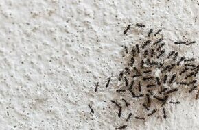 5 حيل طبيعية للتخلص من النمل فى المنزل.. الخل الأبيض أبرزهم    - اليوم السابع