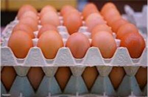 استقرار أسعار البيض الجمعة 9 ديسمبر
