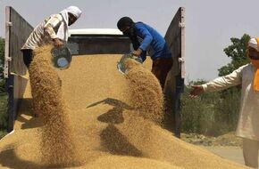 الهند تحظر تصدير القمح.. والعالم مهدد بأزمة أسعار للمواد الغذائية