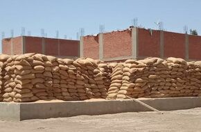 محافظ بني سويف: استلام 42% من القمح المستهدف توريده | أهل مصر