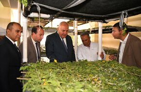 محافظ قنا يتفقد مشروع مزرعة التوت لإنتاج خيوط الحرير الطبيعي بنقادة