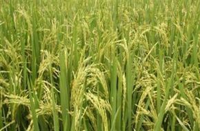 الزراعة تحذر من تأخير زراعة الأرز عن موعده المحدد في مايو
