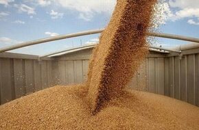 محافظ المنيا: توريد 401 ألف طن من محصول القمح بالشون والصوامع الحكومية