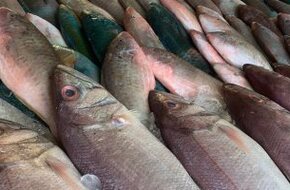 استقرار أسعار الأسماك فى مصر اليوم الجمعة - اليوم السابع