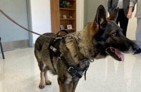 ولاية أمريكية تفرض عقوبة على إيذاء كلاب الشرطة.. "جناية من الدرجة التانية" - اليوم السابع