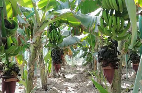 الزراعة تصدر التوصيات الفنية الخاصة بمحصول الموز خلال يوليو