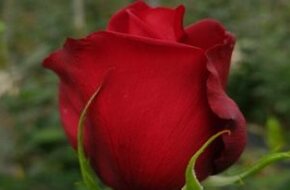 الأدرينالين والأماليا.. أنواع مختلفة من الورود الحمراء تعبر عن الحب "صور" - اليوم السابع