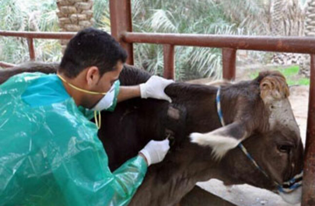تحصين 130 ألف ماشية ضد الحمى القلاعية بمحافظة الغربية - جريدة البورصة