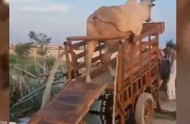 فيديو.. انقسام في الهند بشأن فيديو البقرة وآلة المشي