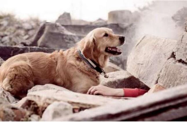 حقيقة صور «كلب زلزال تركيا» بعدما هزت العالم.. عيناه ويداه لم تفارقا صاحبه