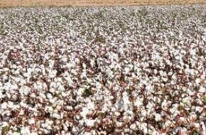 بدء إجراءات زراعة ألف فدان من القطن قصير التيلة شرق العوينات بعد وصول البذور - اليوم السابع