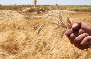 سفير مصر بداكار: السنغال تستخدم بذور القمح المصري وتشيد بإنتاجيتها
