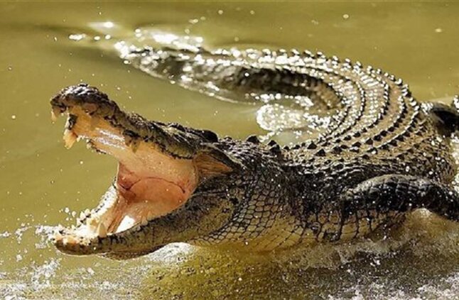 40 تمساحا تفترس رجلا سبعينيا حتى الموت في كمبوديا