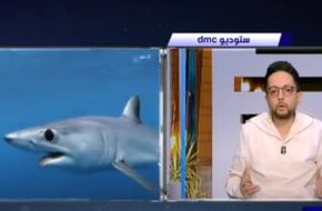 أحمد فايق: حالة واحدة من 334 مليون حالة قد تتعرض للهجوم من أسماك القرش - اليوم السابع