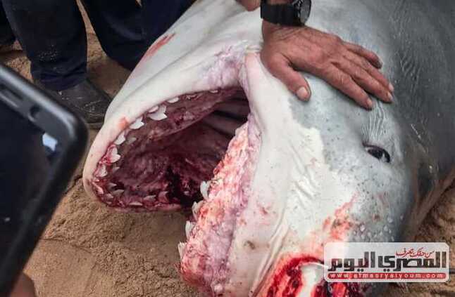 نقل سمكة القرش المتسببة في حادث الغردقة لمعهد علوم البحار لفحصها معمليًّا | المصري اليوم