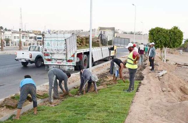 جهود مصرية مستمرة لإعادة الاهتمام بالتشجير.. أبرزها «100 مليون شجرة»
