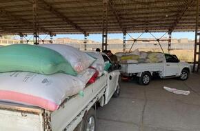 استمرار موسم حصاد و توريد القمح ببورسعيد | محافظات | الصباح العربي