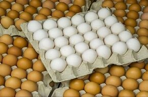 رئيس شعبة الدواجن يكشف أسباب ارتفاع أسعار البيض