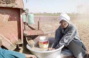 بدء حصاد «الكزبرة» في حقول المنيا | المصري اليوم