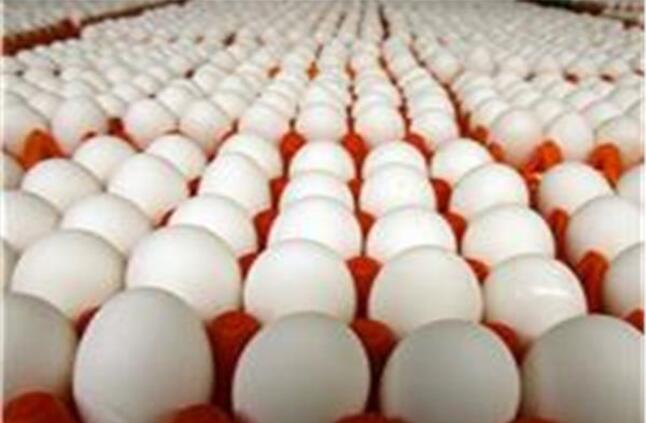 أسعار البيض اليوم الأربعاء 17 أبريل