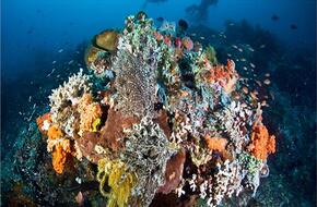 «ظاهرة المرجان الأبيض».. تهديد جديد للبيئة البحرية