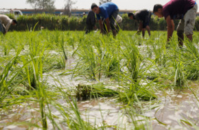 الحكومة تخطط للتوسع فى زراعة أصناف الأرز "قليلة استهلاك المياه"