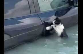 «الراحمون يرحمهم الرحمن».. مشهد إنسانى لإنقاذ قطة عالقة بمياه الأمطار في دبي (فيديو ) | المصري اليوم