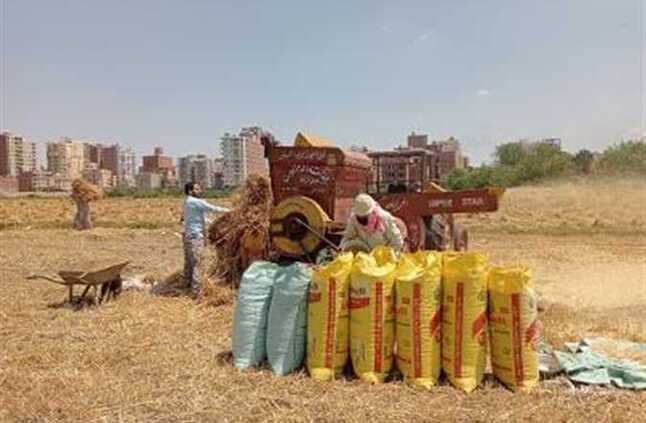 إنطلاق موسم حصاد القمح في الشرقية وسط فرحة المزارعين | المصري اليوم