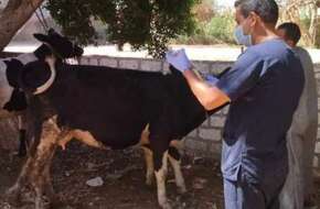 بيطري المنيا: تحصين ٢٠٠ ألف رأس ماشية ضمن الحملة القومية لمجابهة أمراض الحمى القلاعية وحمى الوادي المتصدع | محافظات | الصباح العربي