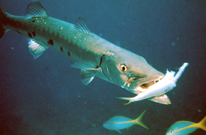 دراسة: أسماك استوائية تغزو المياه الأسترالية بسبب تغير المناخ